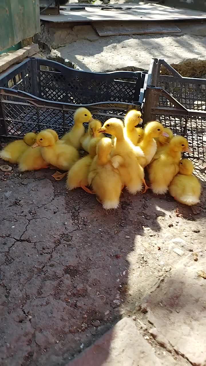 @🦃инда утки🦆