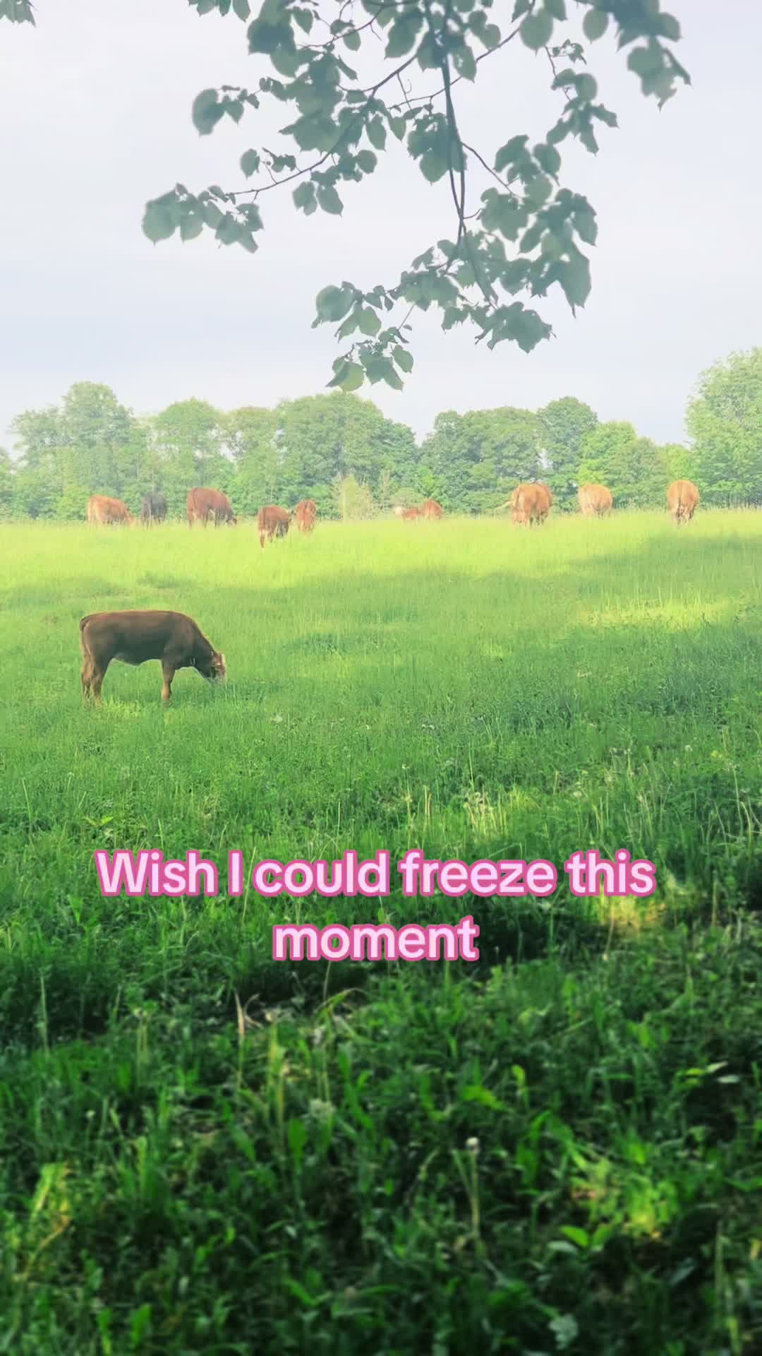 @Melody 🐮🚜