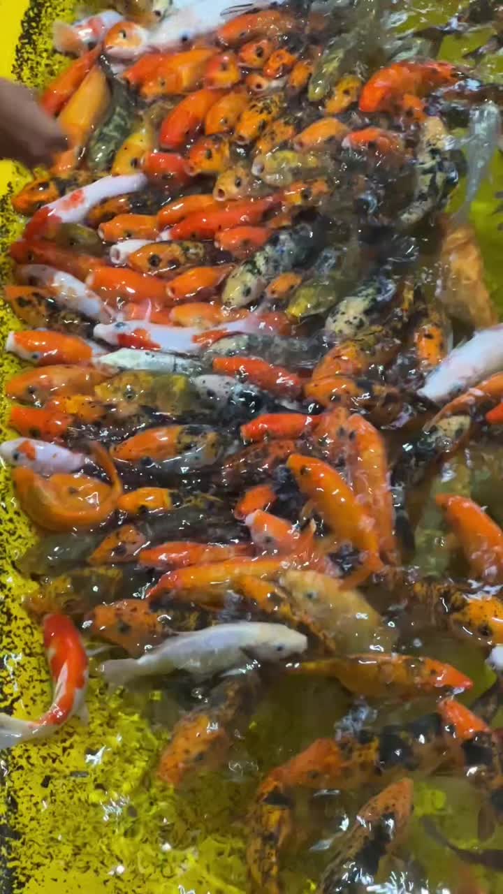 @Elaa_Auh