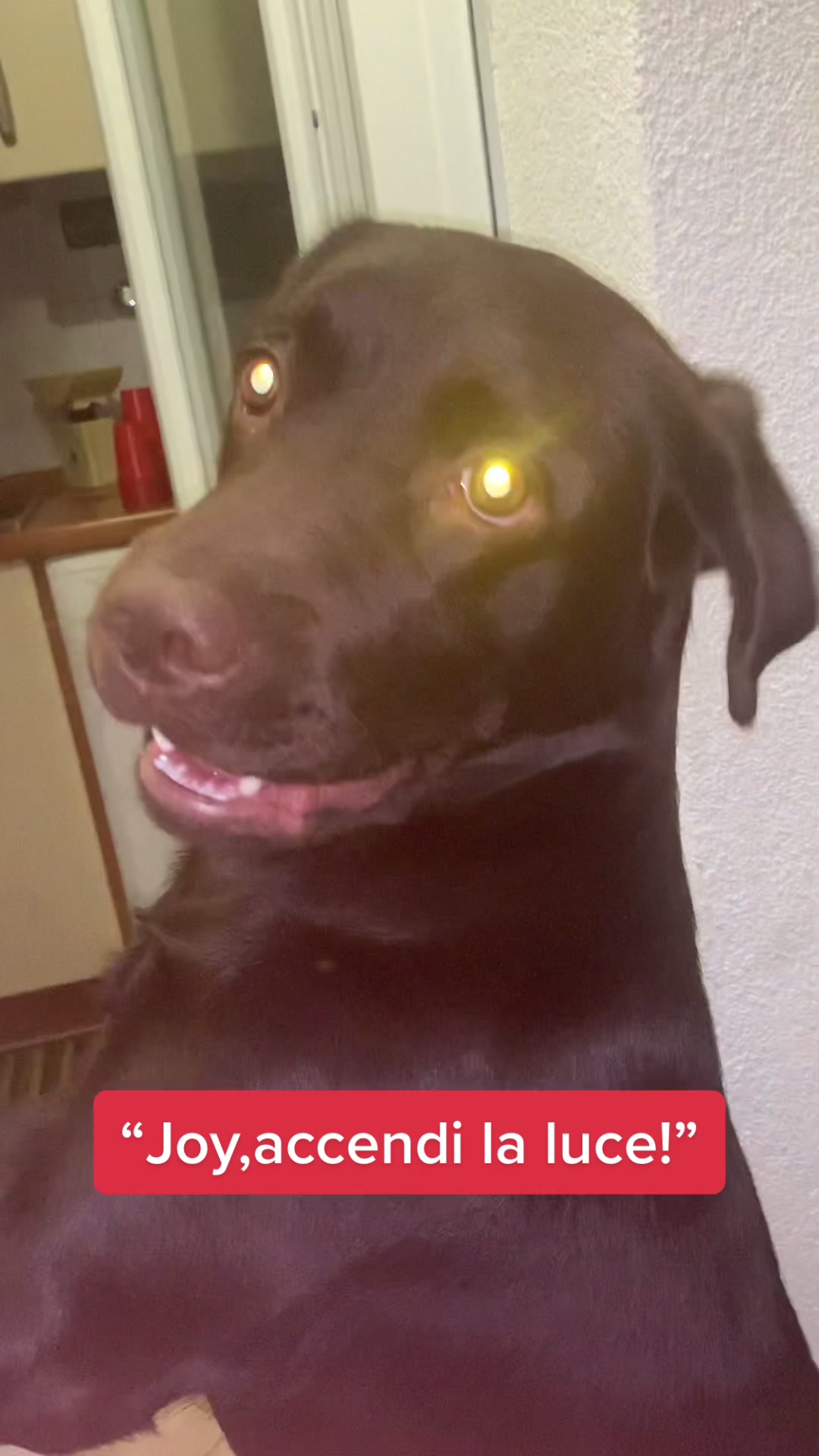 @joy_thechocolatelab