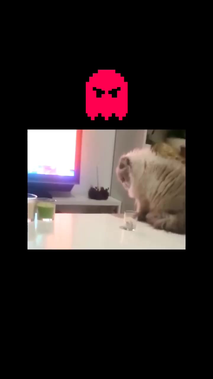 @Pet loverr