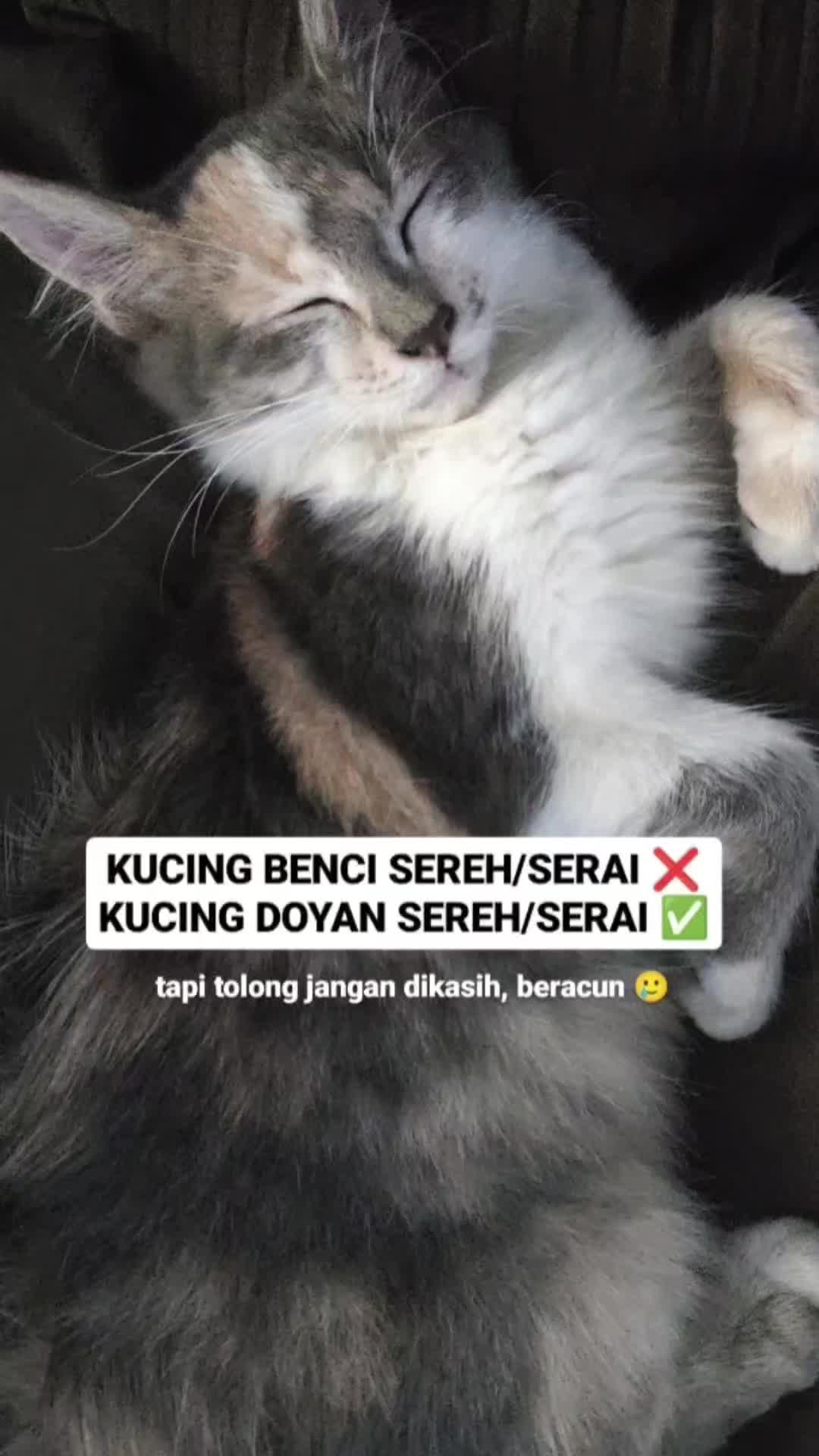@sasa ressa