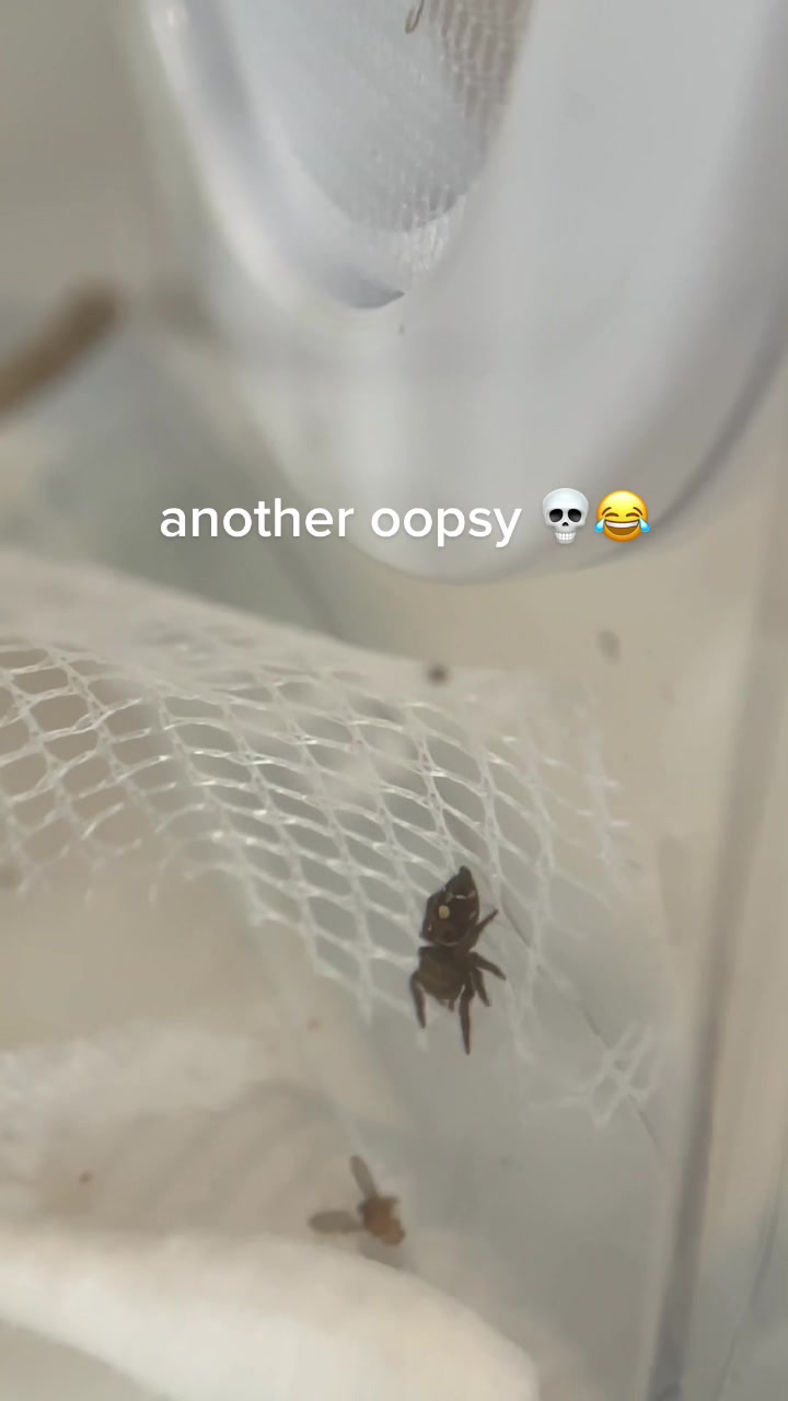 @veronica 🕷️