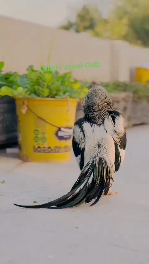 @Gillani Aseel Club
