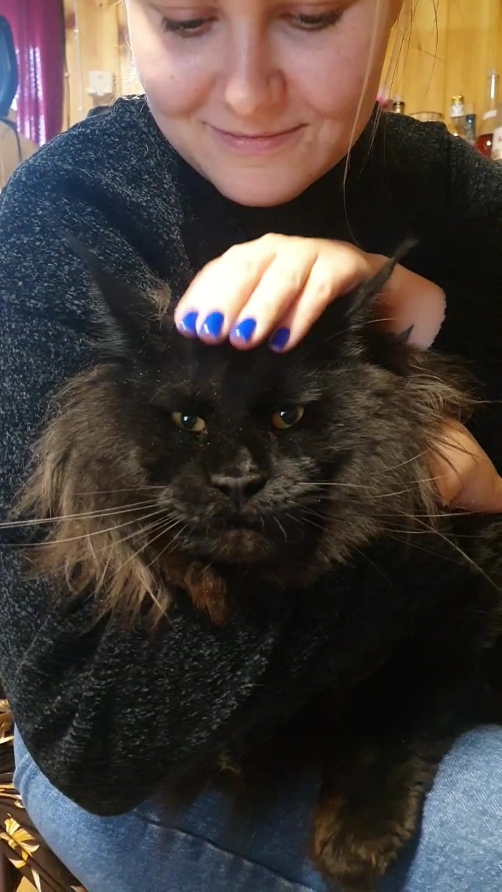 @Maine Coon Cattery Forest Rich