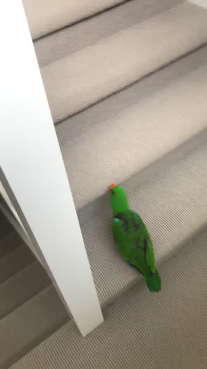 @Funnyparrotboys