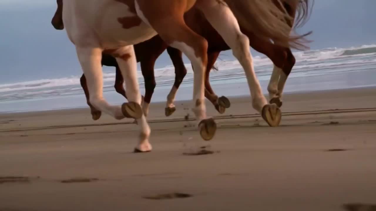 @Horses