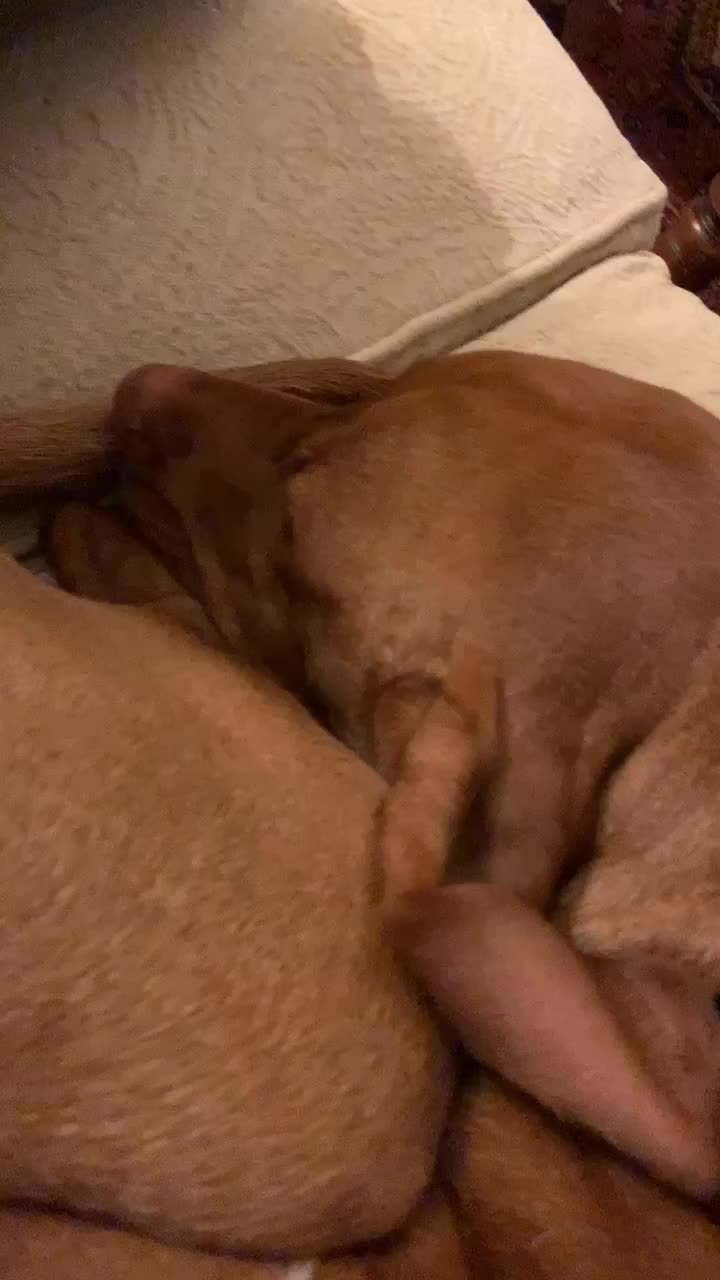 @Just that adorable pup
