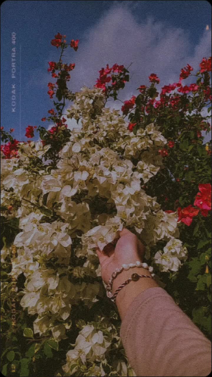 @emang rose namanya
