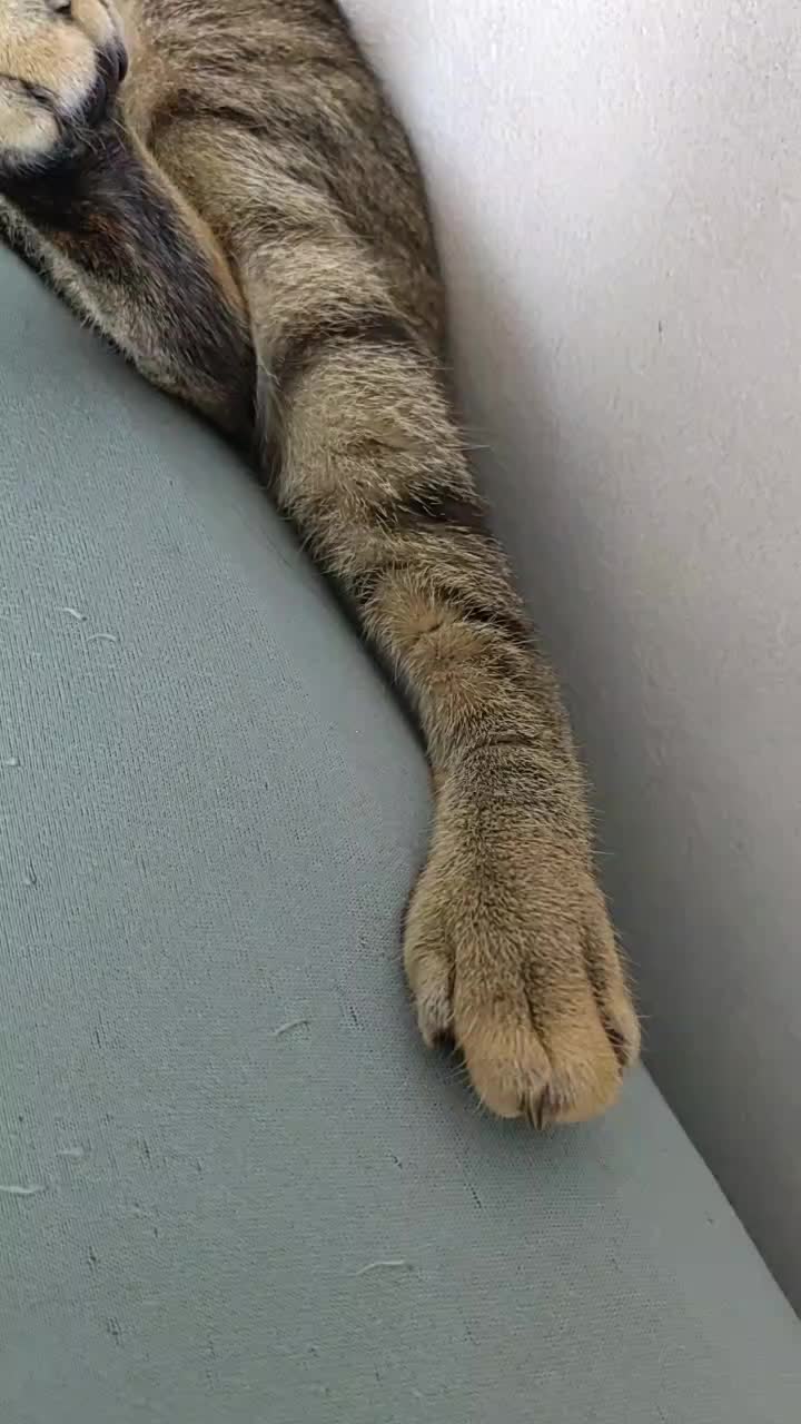 @KAI 🐈 Y LUA🐈⬛