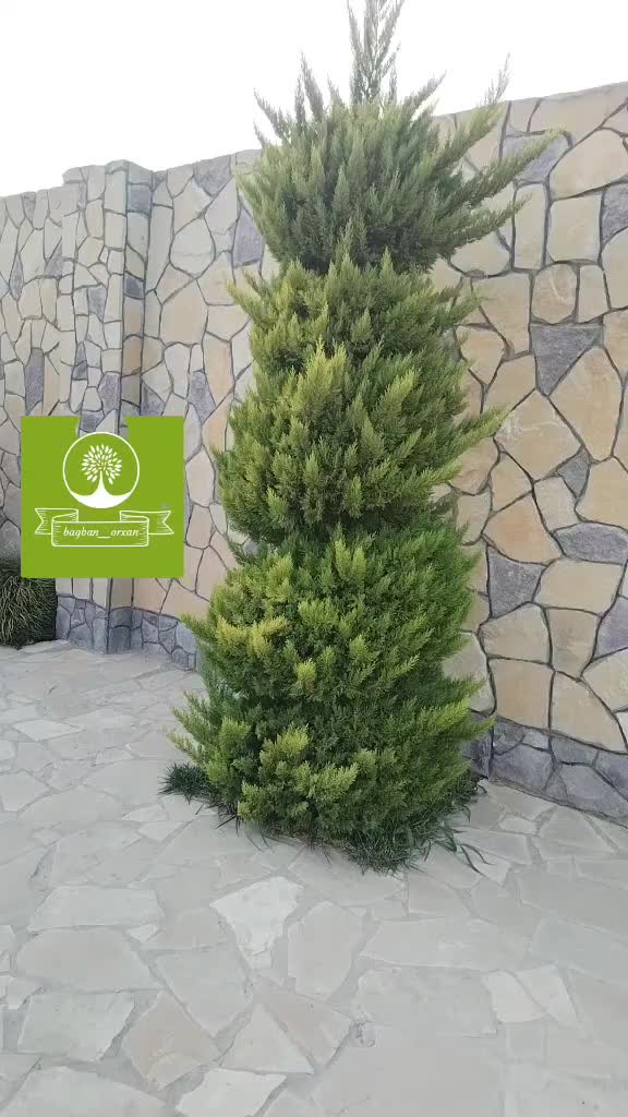 @Bağban