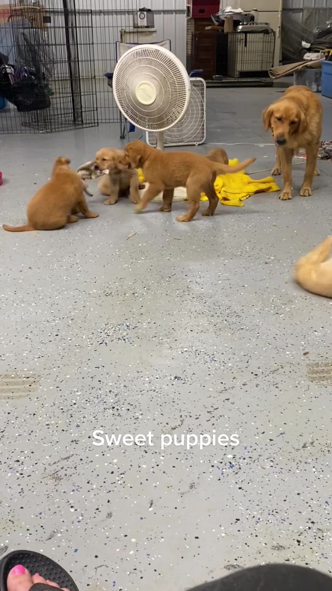 @Family full of goldens