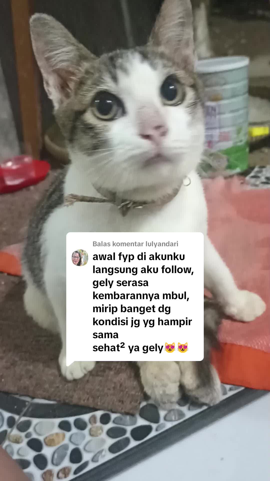@🇮🇩Adek Gely😽❤️