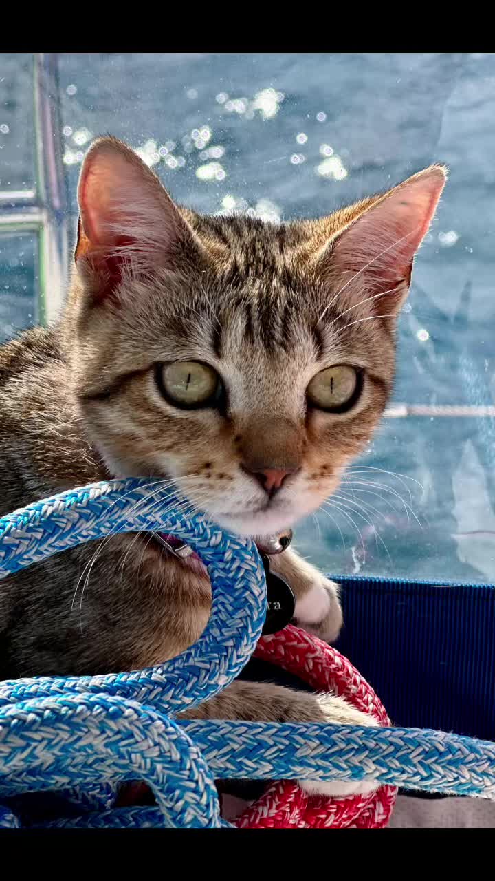 @thatcutecat