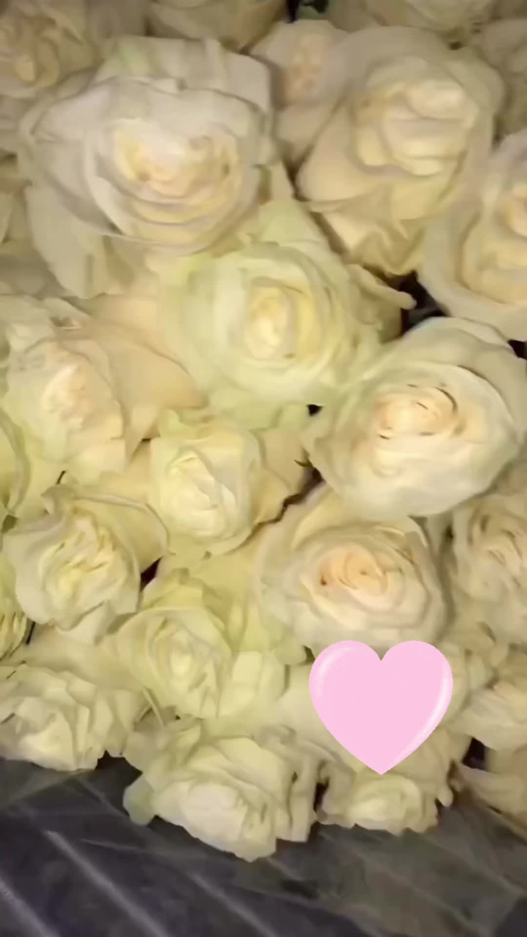 @𝓐𝓵𝓲𝓷𝓪🕊