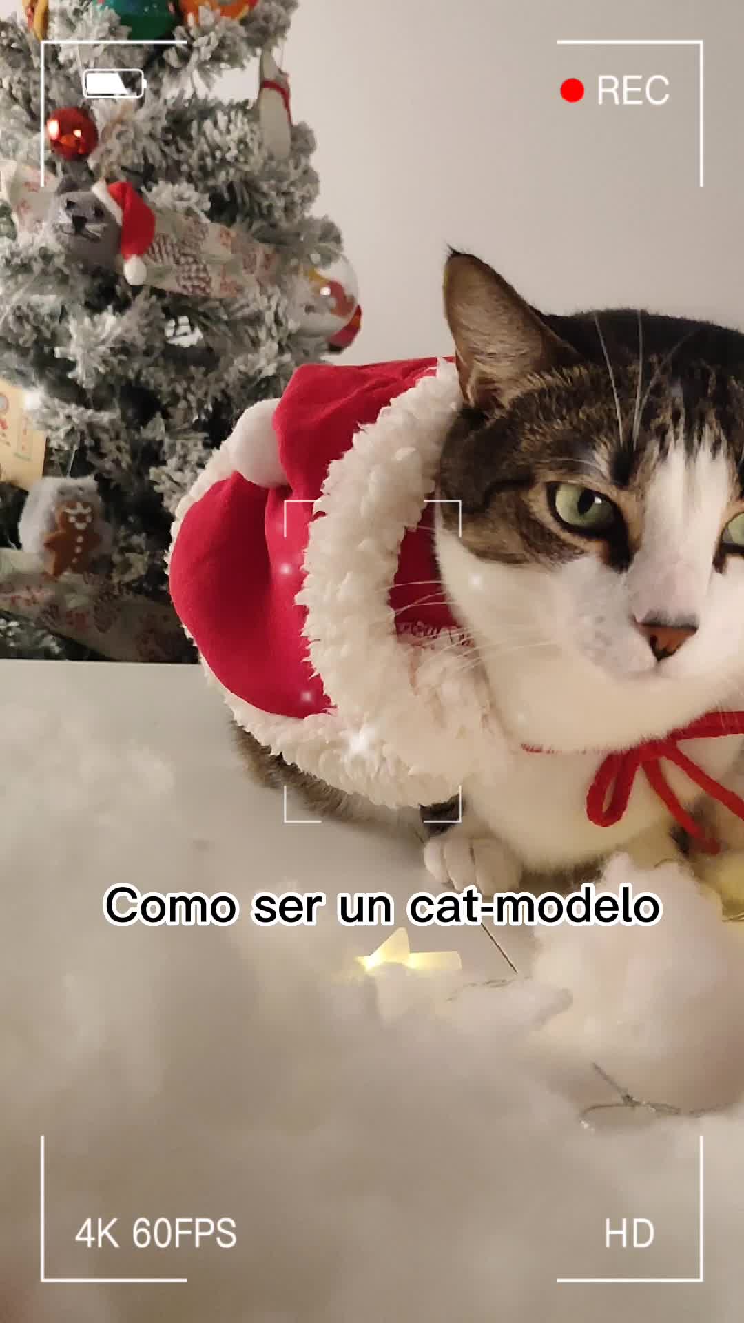 @Cooper, Arya, Aru y Sully 🐾