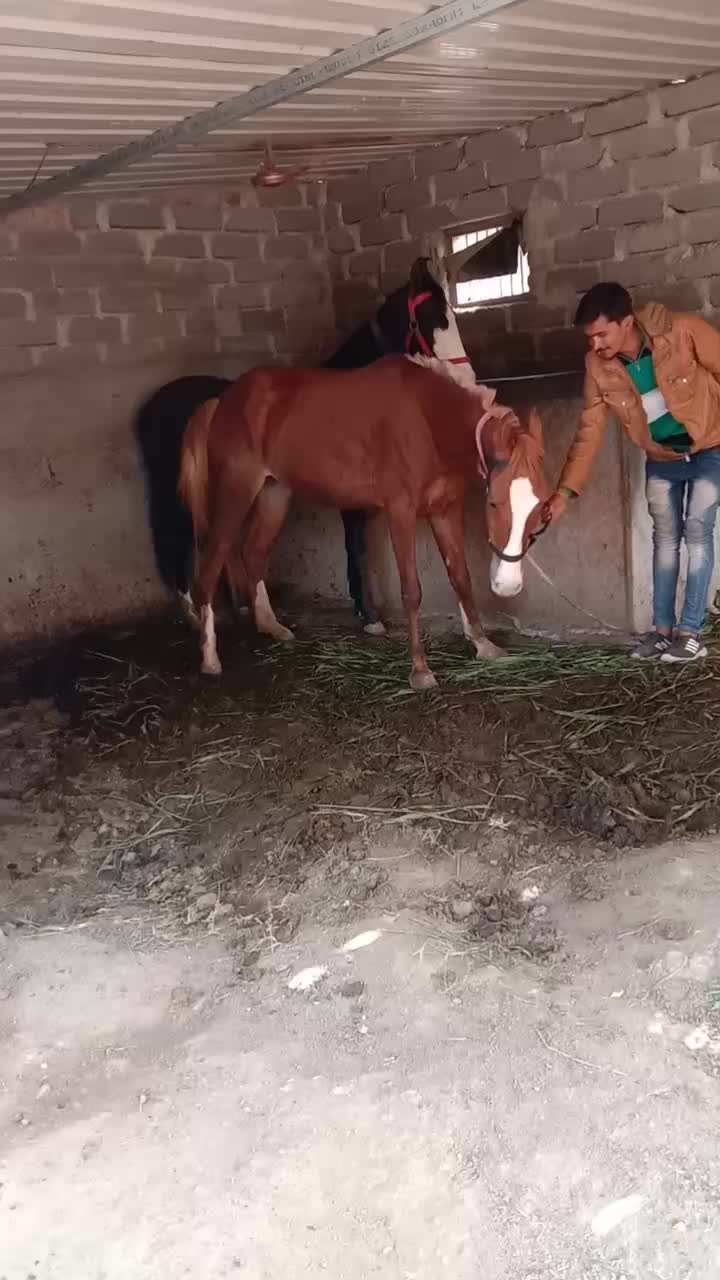 @🐎Mr ભોજાવદર વાળા🐎