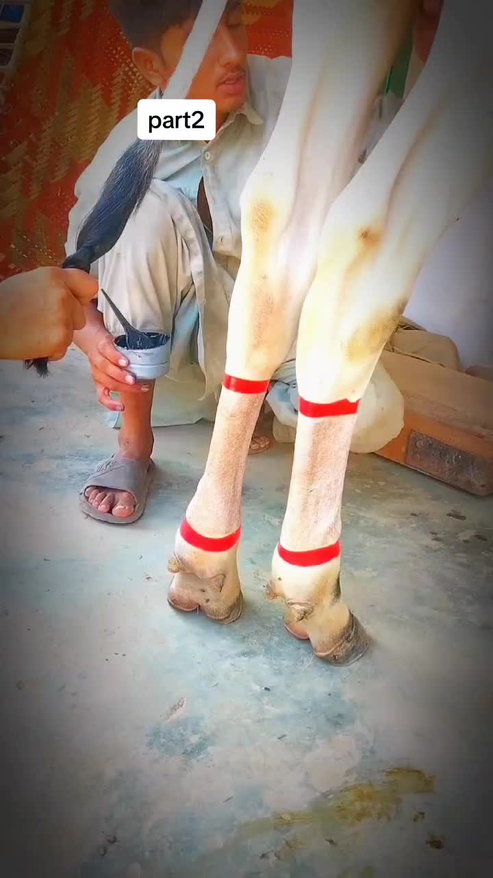 @منڈاہر بیل 4͓̽7͓̽9͓̽