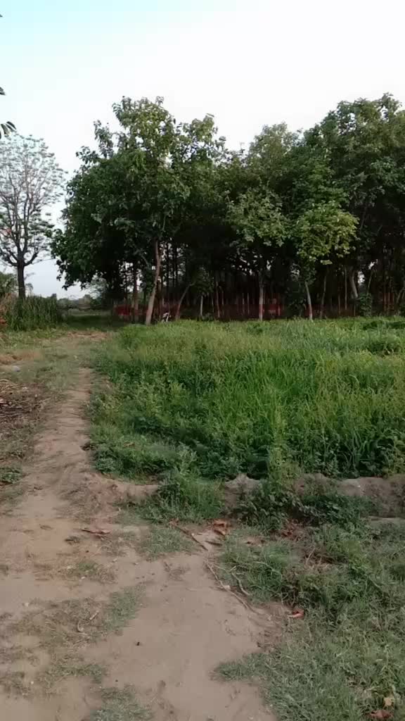 @🌹🌺शिवांश हु मैं 🔱