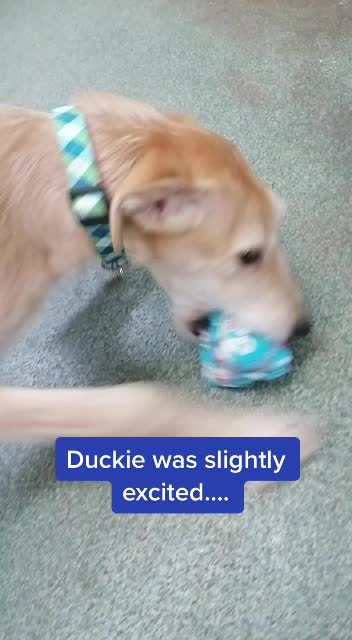 @LeicesterAnimalAid