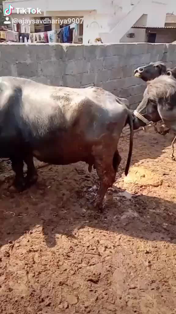 @Mr. Maldhari 9907