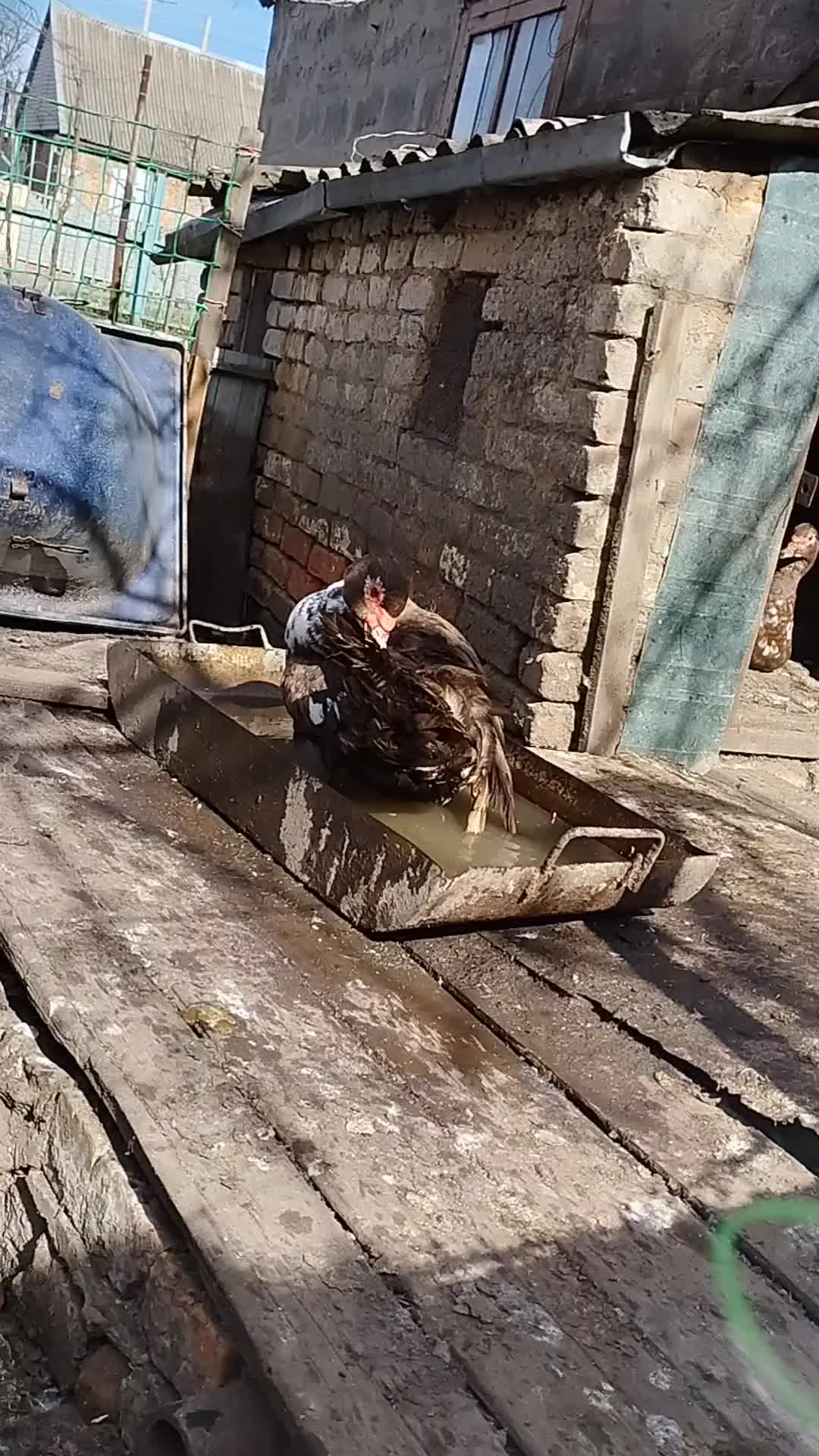 @🦃инда утки🦆