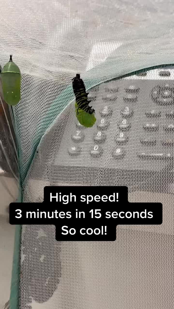 @cadenceacademy986