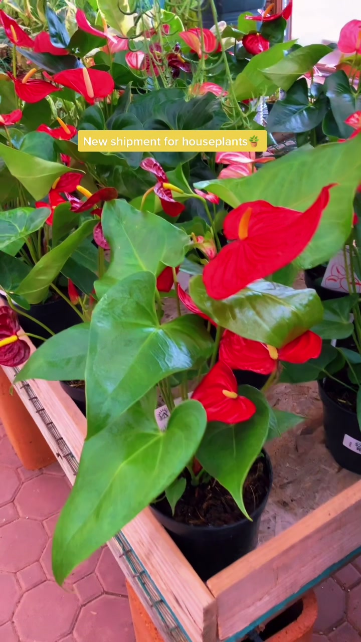 @Plants of Worth