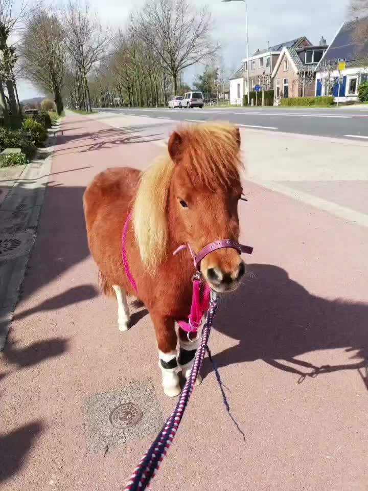 @eventingridersx