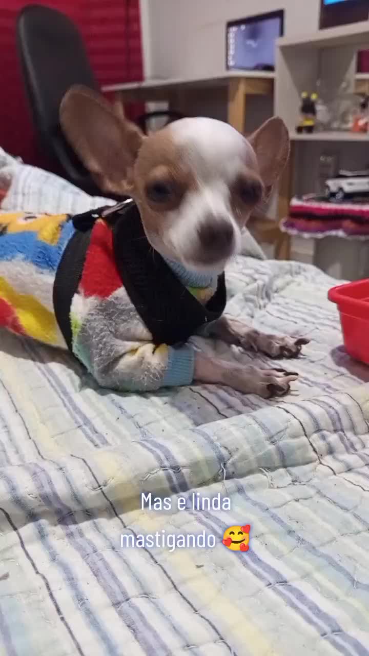 @Lilizinha🐶