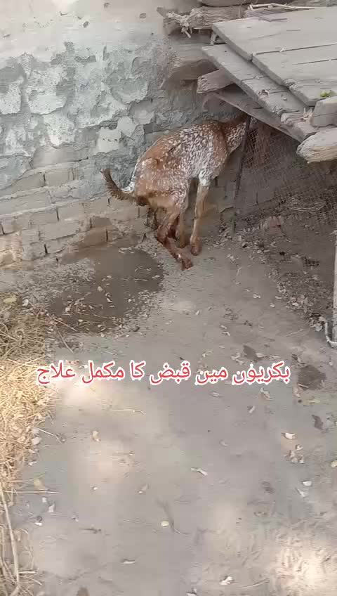 @Dr Abdullah