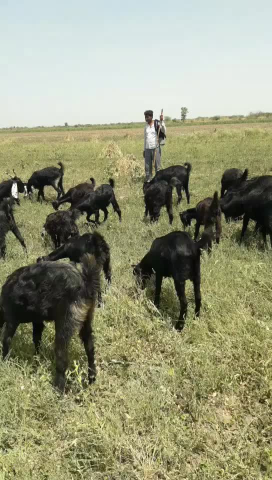 @પ્રભુભાઈ ભાડકા