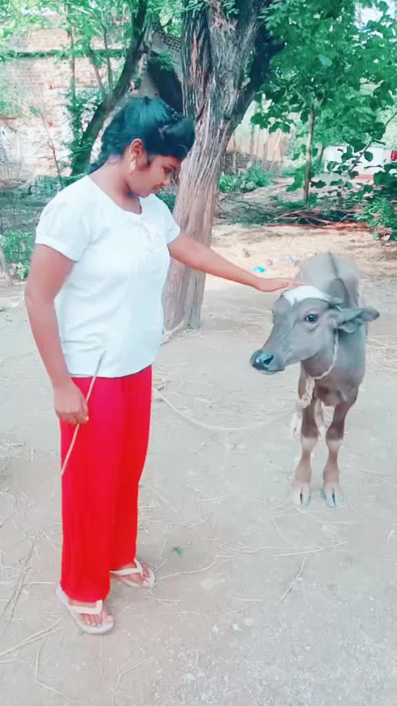 @mounibangram