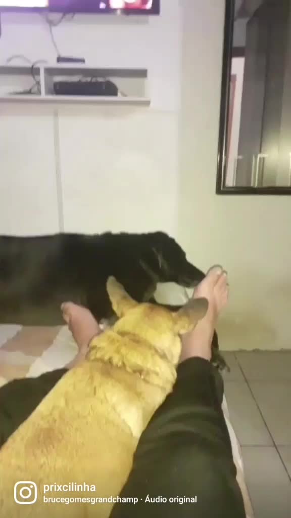 @gurias de apartamento pet🐶