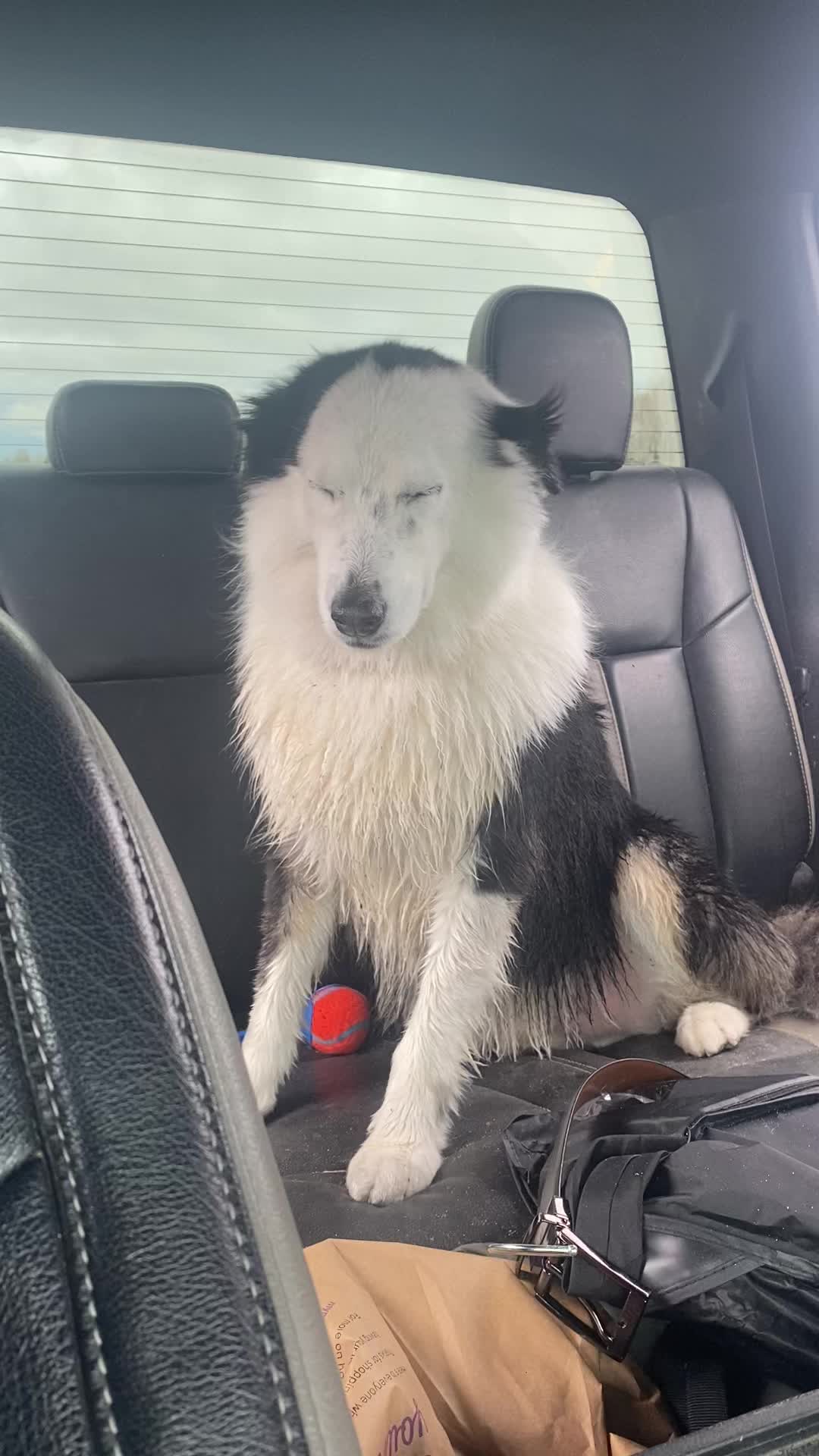 @baygiaussie