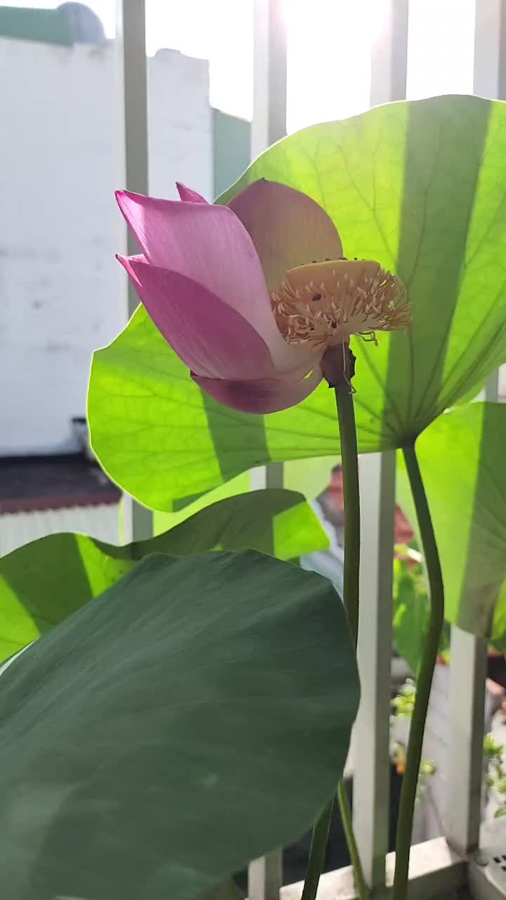@Gù Nười