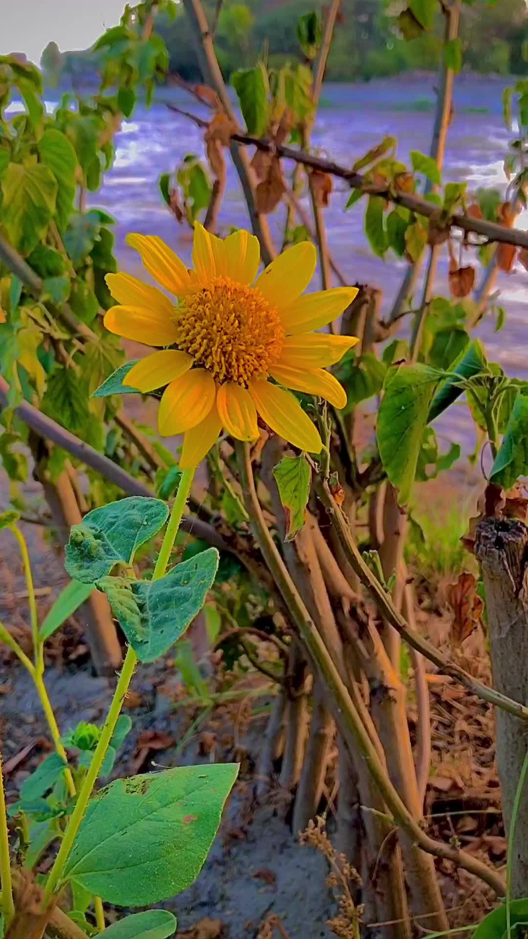 @پنجاب☘️🎋🌿