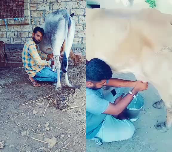 @Ravliya Dinesh