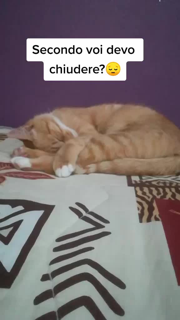 @Miele🐱🐈