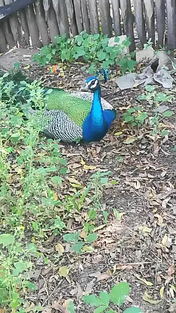 @abinesh lovely