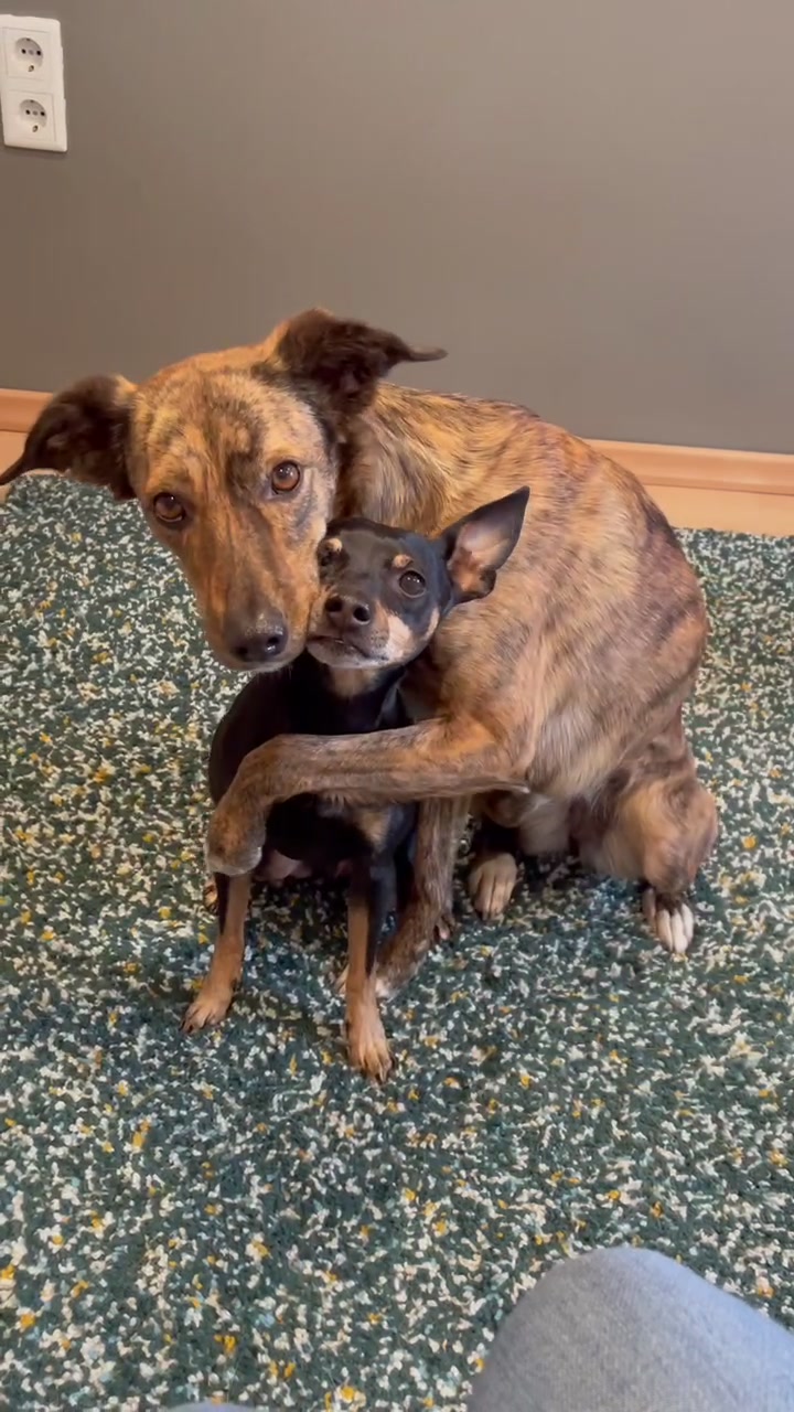 @mother of dogs