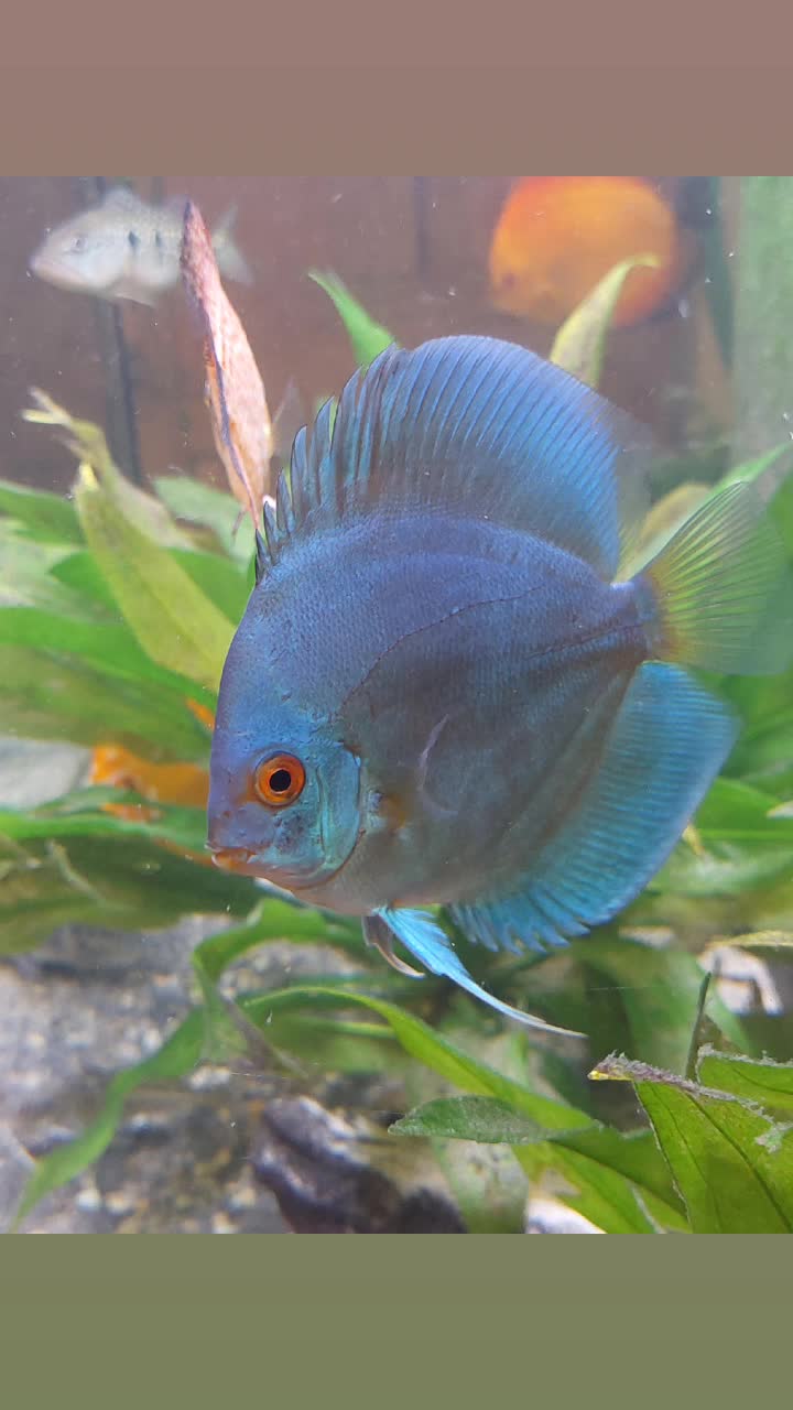 @South american cichlid