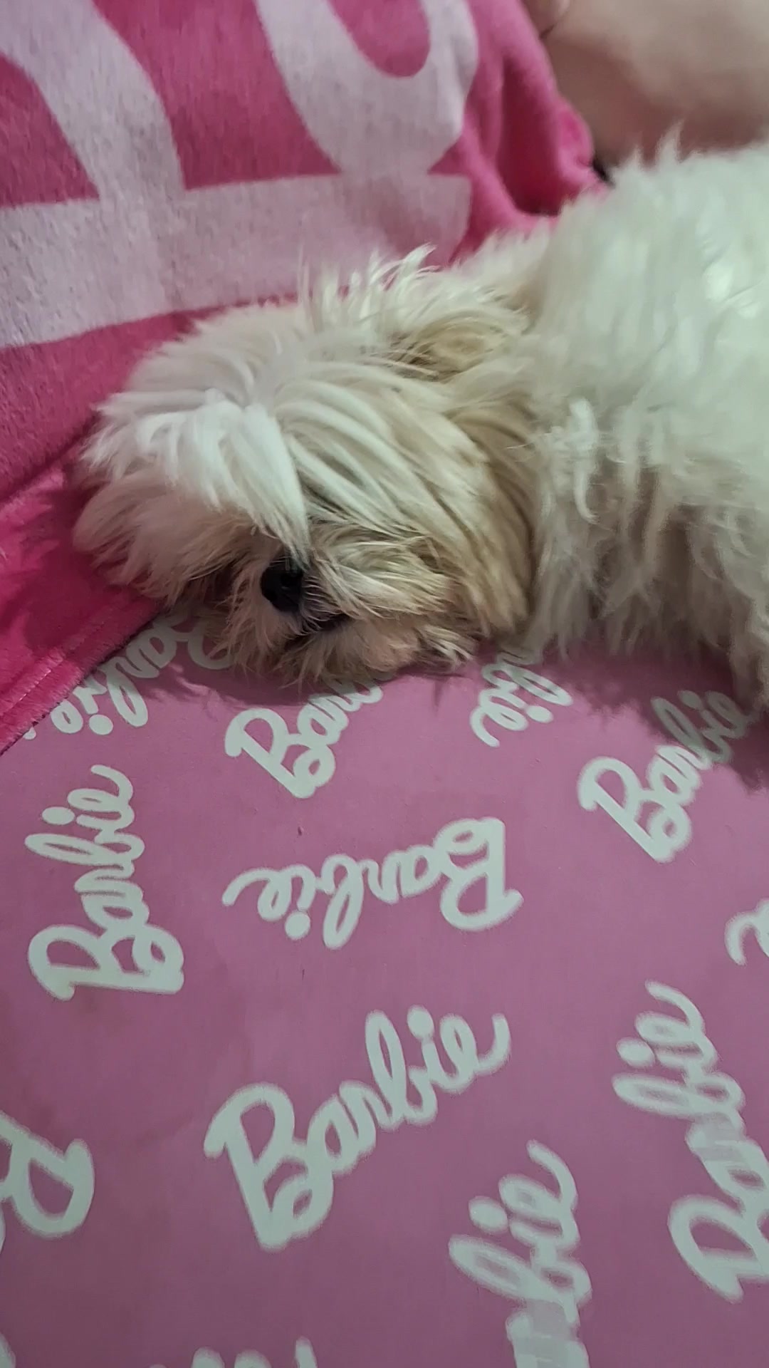 @Gab. ๐ต๐ญ