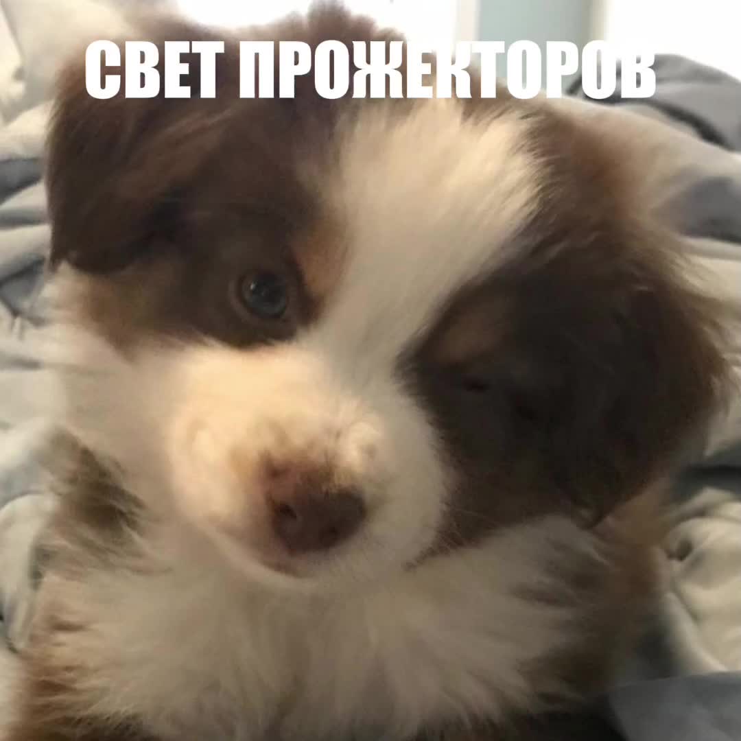 @darya
