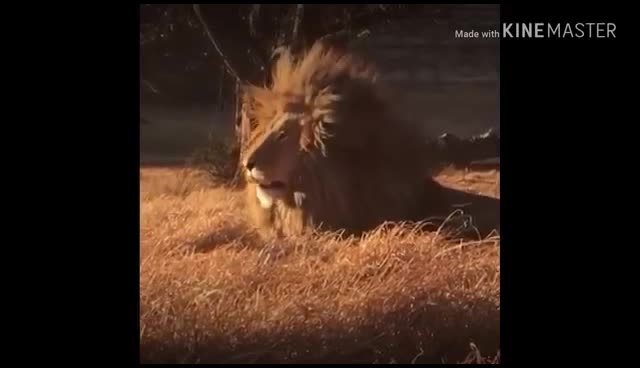 @Ram_sodha_Lathedi👑