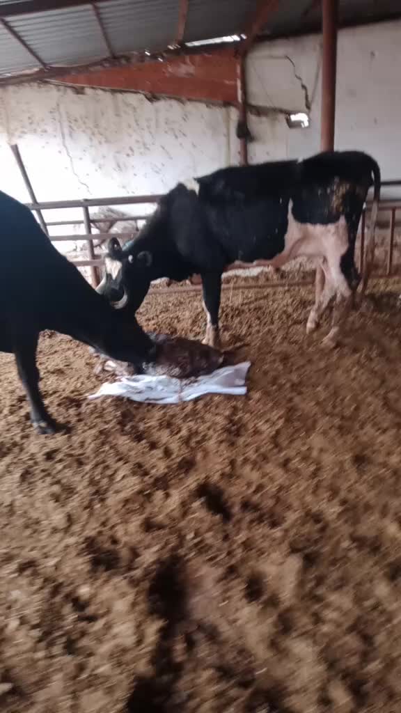 @şahin Akdoğan