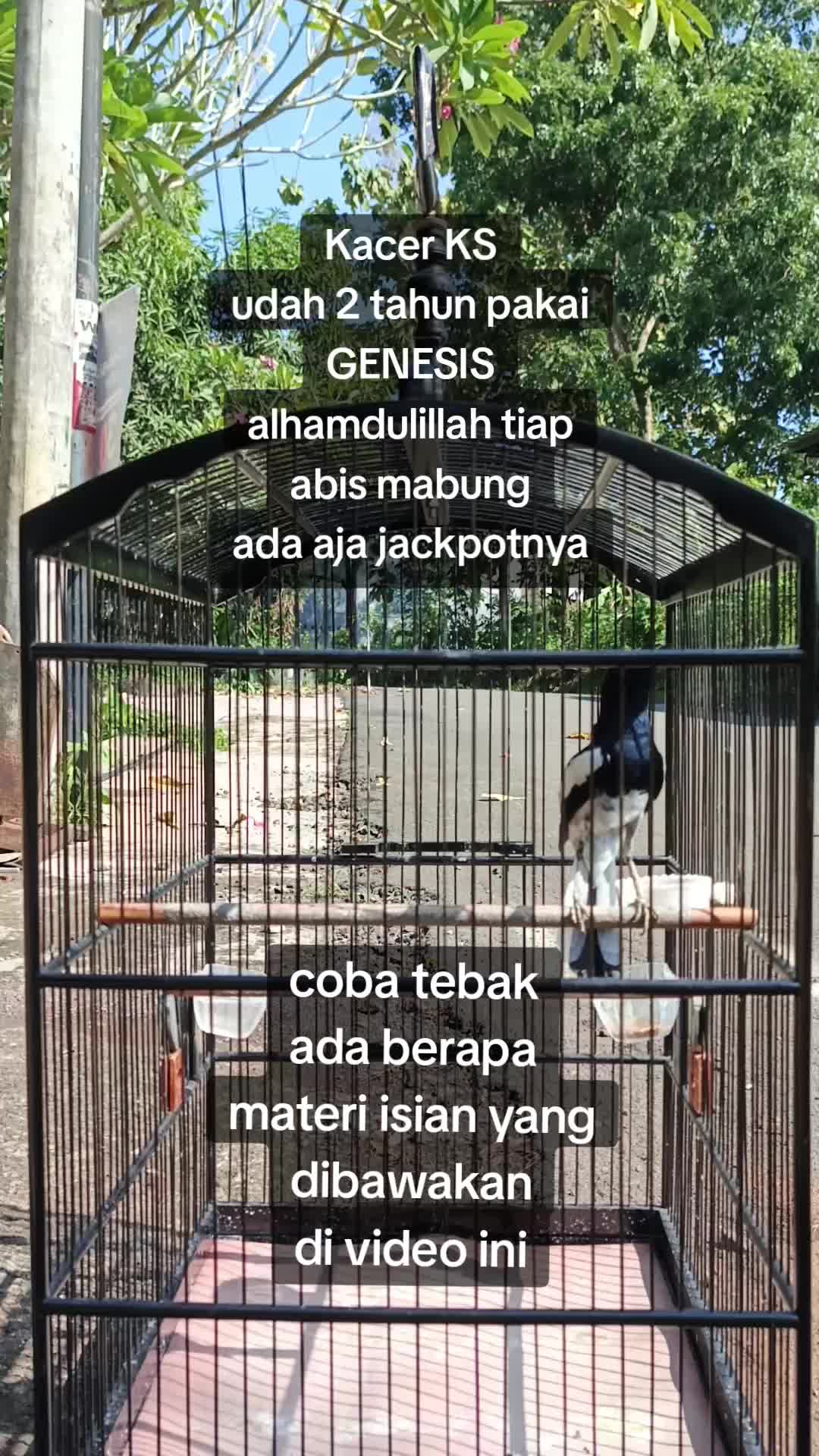 @Emperium Birds