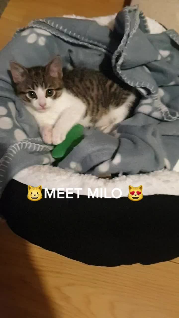 @🦁💚Mehnaz/Bella cat💚🦁