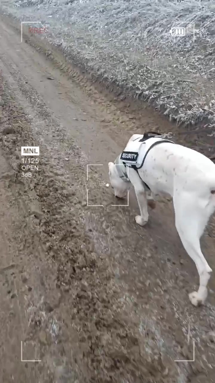 @HeraTheDogo
