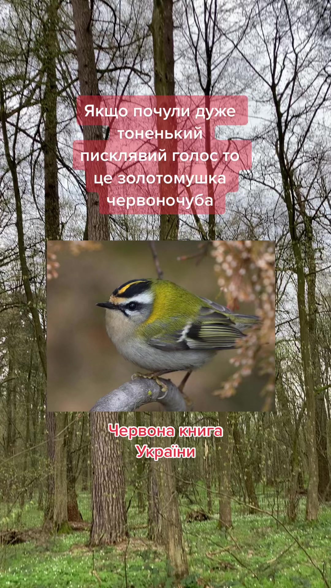 @Птахи, бьордвочинг, орнітолог